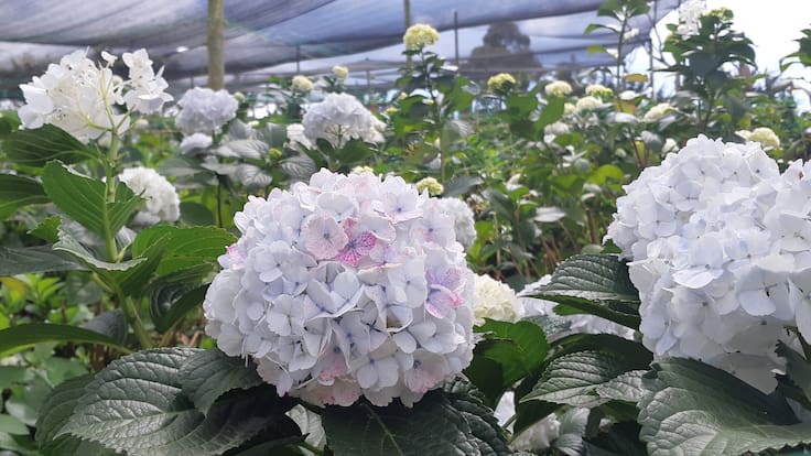 Conozca la producción de hortensias en el oriente de Antioquia