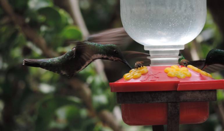Censo de aves en Caldas