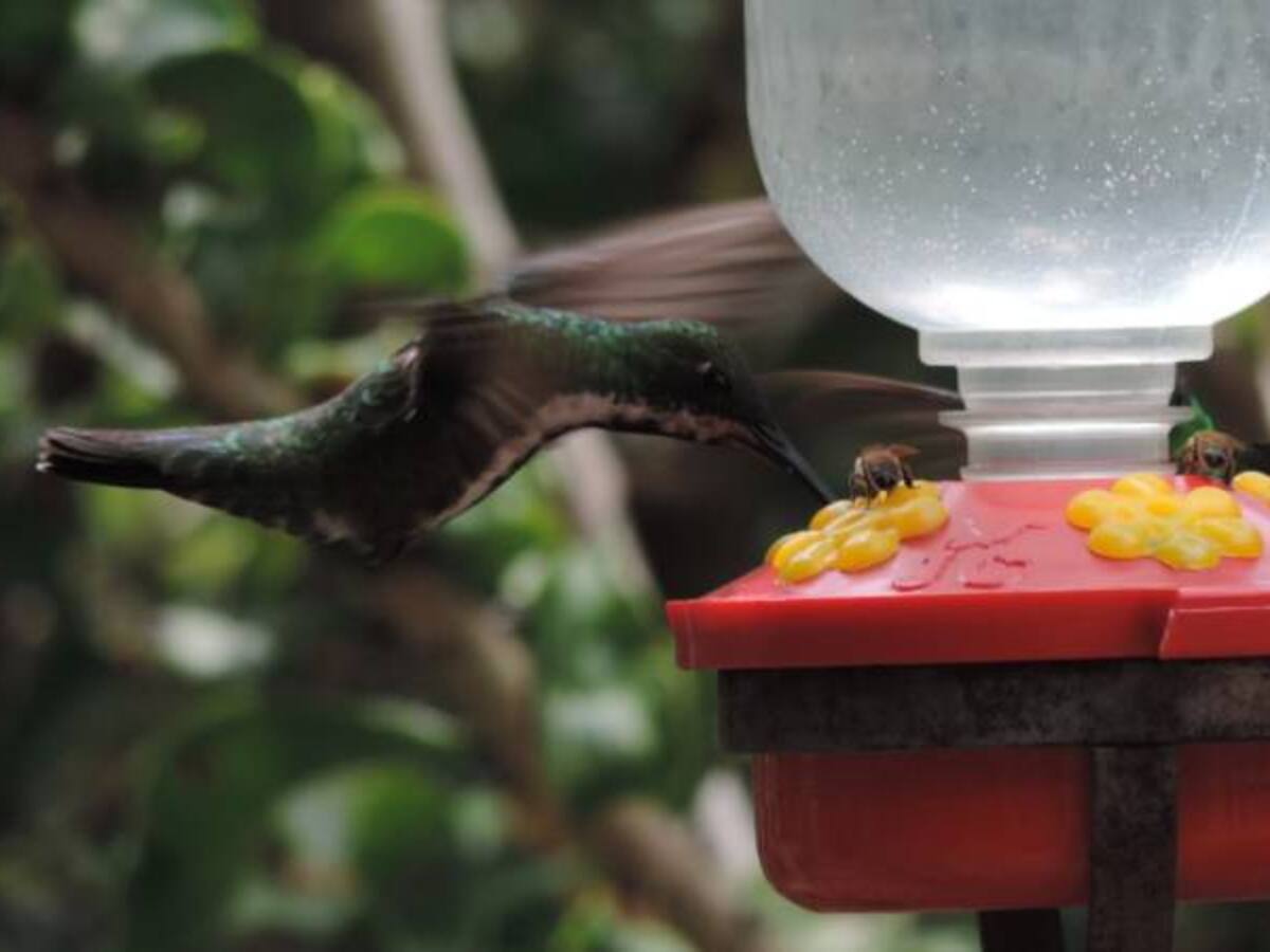 802 especies de aves viven en Caldas