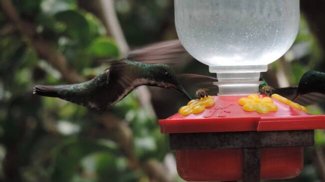 Censo de aves en Caldas