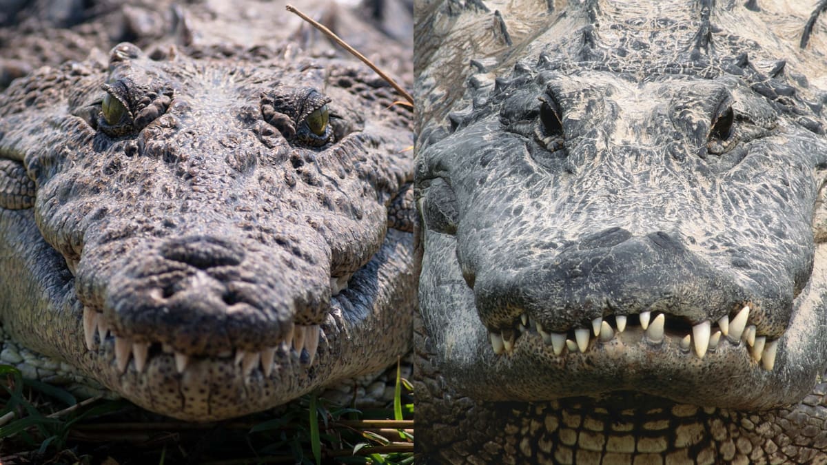 Mito o verdad: ¿El cocodrilo y el caimán son el mismo animal? Esto revela la ciencia