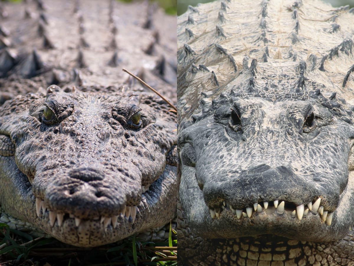 Mito o verdad: ¿El cocodrilo y el caimán son el mismo animal? Esto revela la ciencia