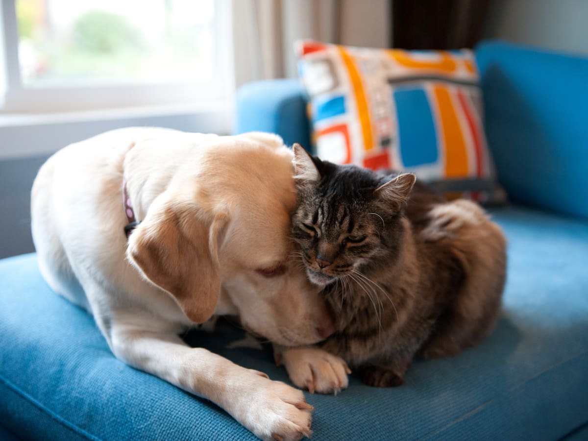 Protección Animal implementa servicio comunitario para adolescentes en procesos penales pedagógicos