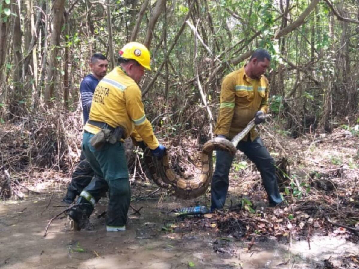 En un 40% se ha controlado incendio del parque Salamanca