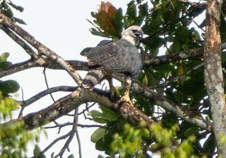 El águila arpía (Harpia harpyja) es una de las aves rapaces más grandes y poderosas del mundo. Puede alcanzar cerca de un metro de longitud y alrededor de dos metros de envergadura, siendo las hembras considerablemente más grandes que los machos.