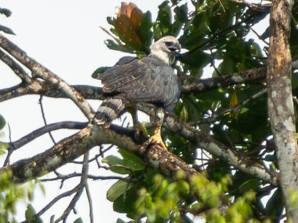 Registran por primera vez un águila arpía en el Valle del Cauca
