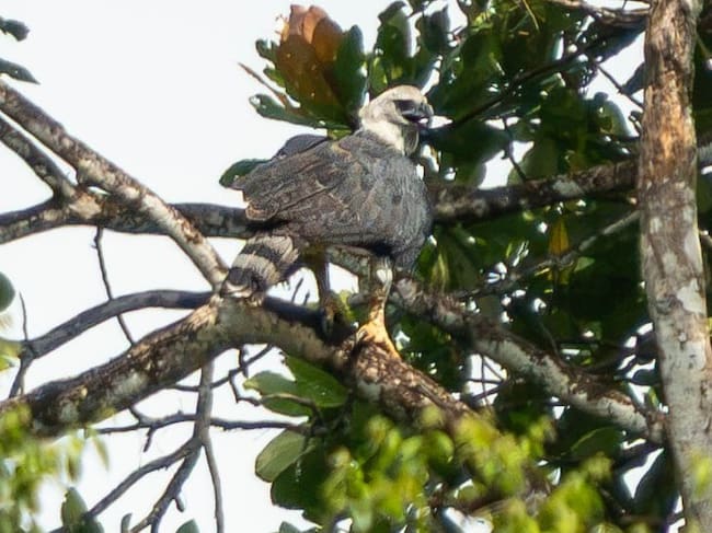 El águila arpía (Harpia harpyja) es una de las aves rapaces más grandes y poderosas del mundo. Puede alcanzar cerca de un metro de longitud y alrededor de dos metros de envergadura, siendo las hembras considerablemente más grandes que los machos.