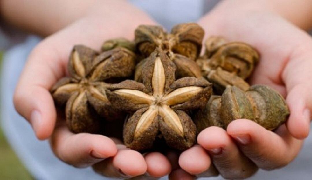 Cultivos de Sacha Inchi 