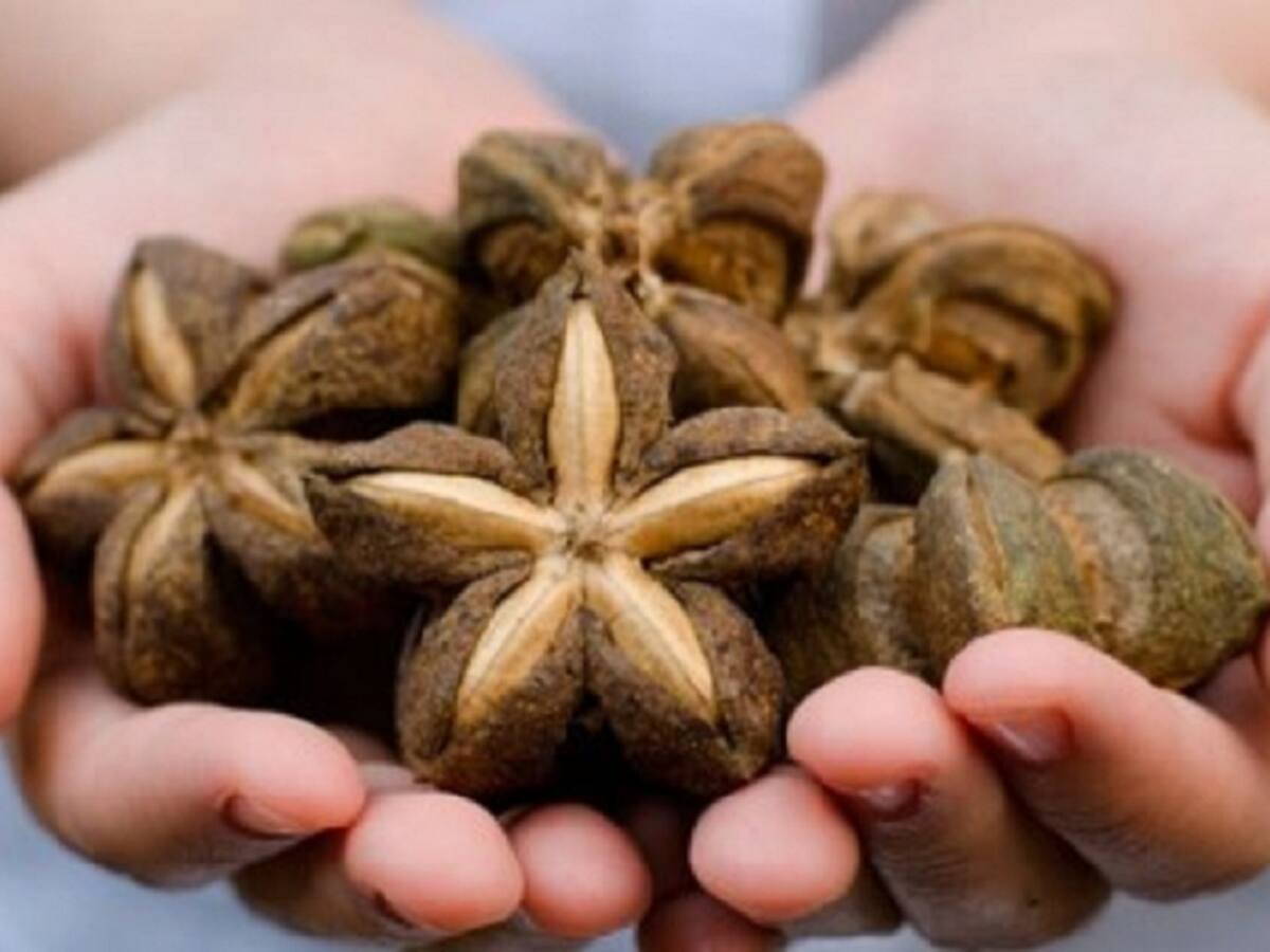En auge cultivo de sacha inchi en zonas rurales de Puerto Santander