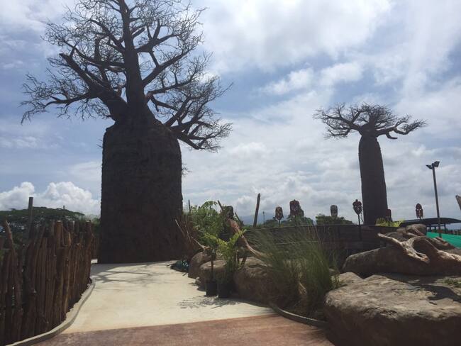 Dos baobab fueron construidos en el Bioparque Ukumarí, hacen parte de la Bioregión Sabana Africana y pueden ser admirados por la ciudadanía ya que fueron instalados en un sendero peatonal.