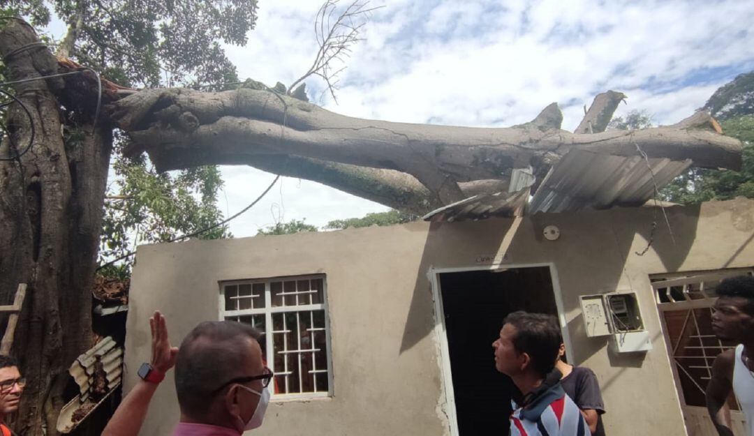 Árbol cae sobre una casa