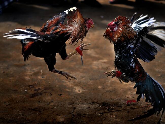 “Le entregamos al país $4.4 billones”: Galleros sobre prohibición de peleas de gallo