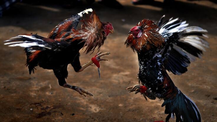 “Le entregamos al país $4.4 billones”: Galleros sobre prohibición de peleas de gallo