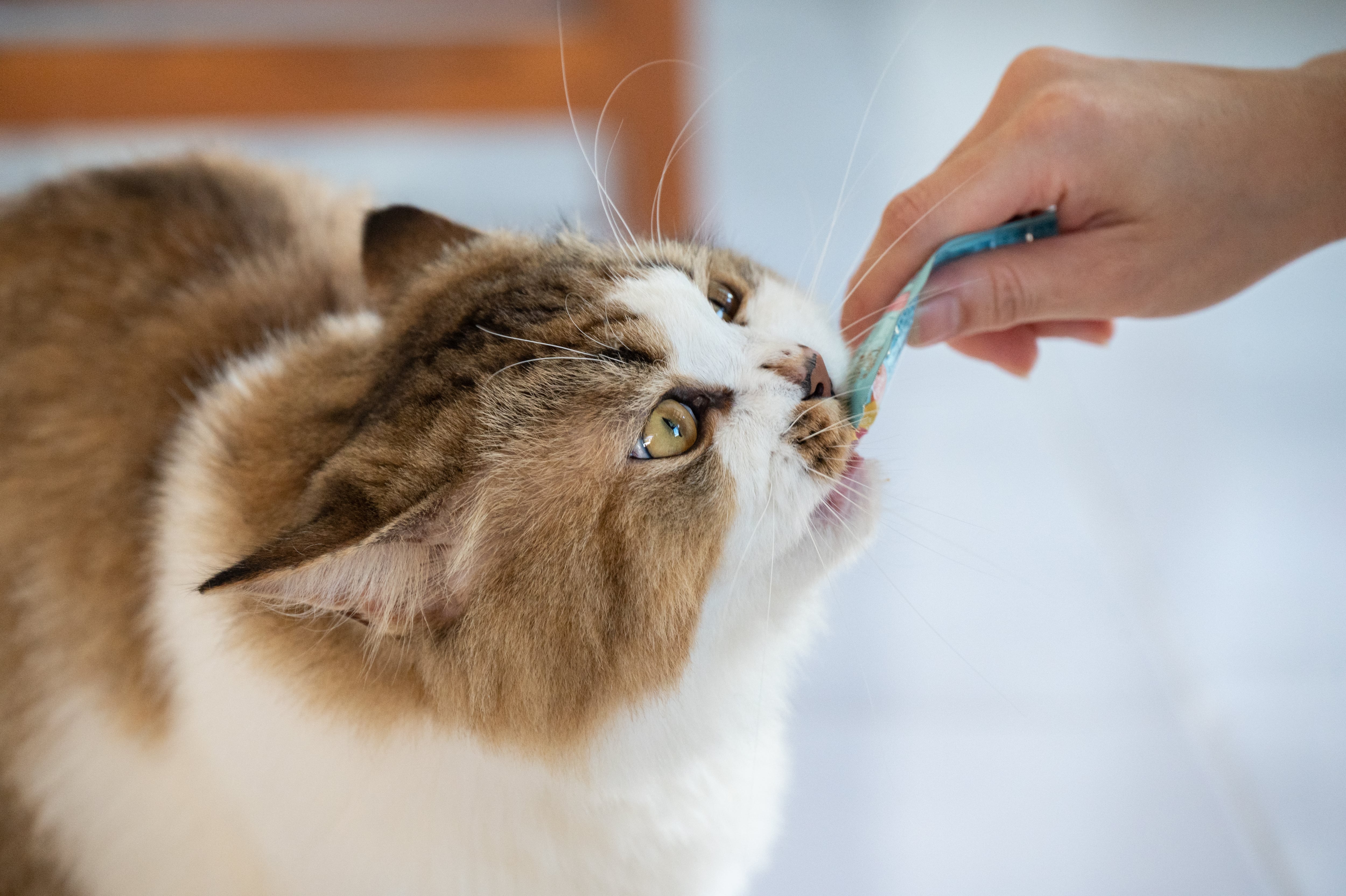 Snack para gatos, imagen de referencia (Getty Images).