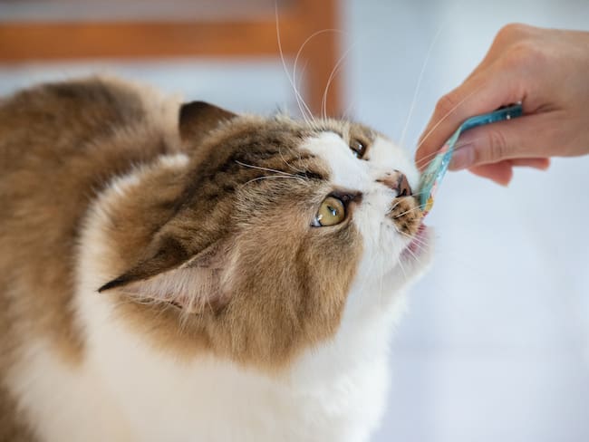 Snack para gatos, imagen de referencia (Getty Images).