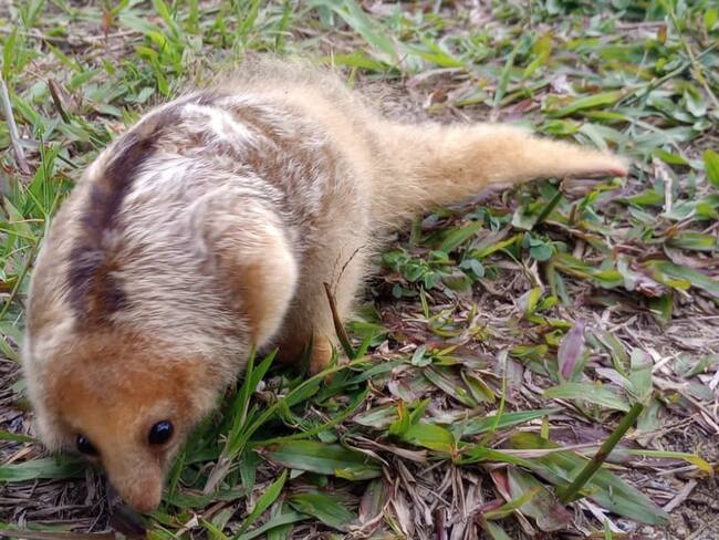 Hormiguero Dorado, conocido como Osito trueno, fue liberado en Antioquia
