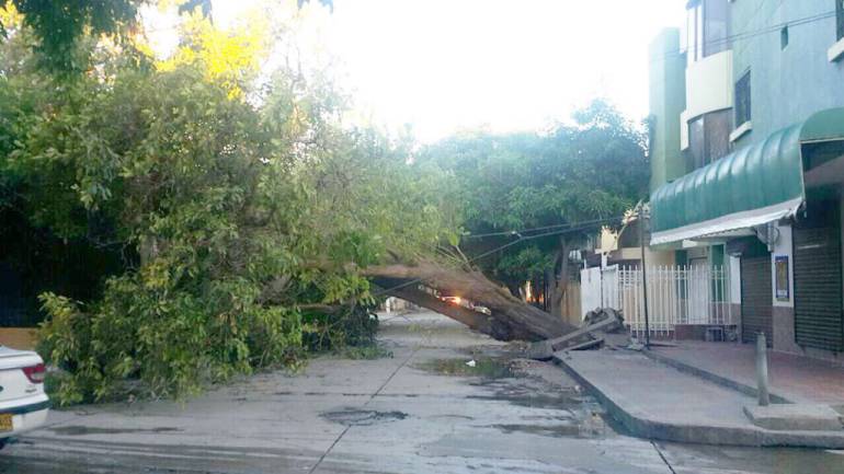 Árbol tumbado por las brisas en Santa Marta. /FOTO CARACOL RADIO
