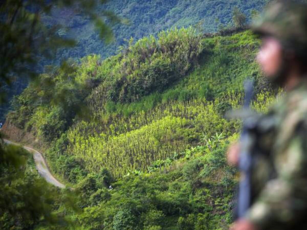 Erradican cultivos de coca en límites de Huila y Caquetá
