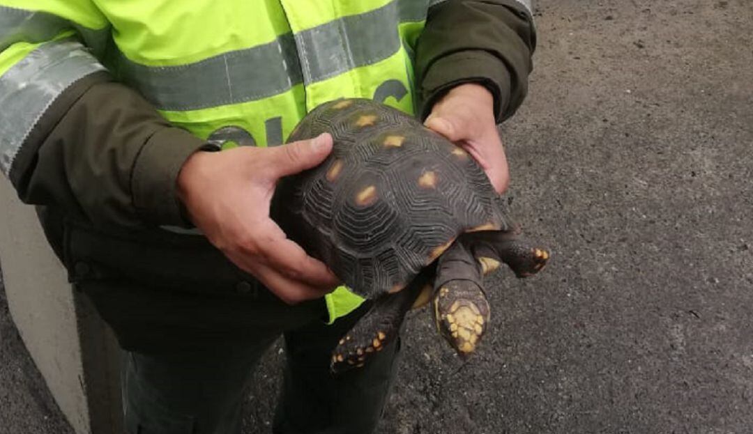 Tortuga rescatada en Manizales