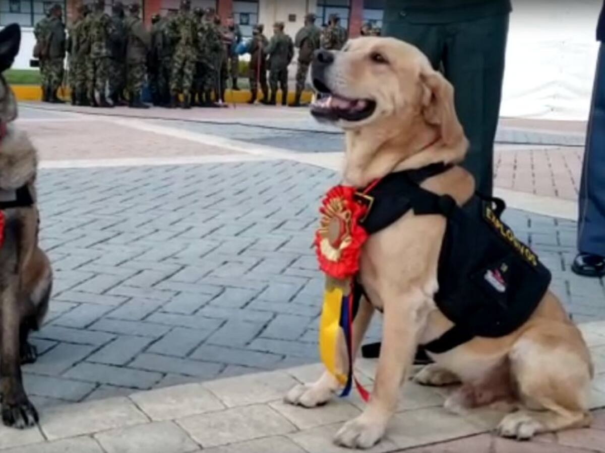 Wendy y Diablo, galardonados por sus labores de rescate y antiexplosivos