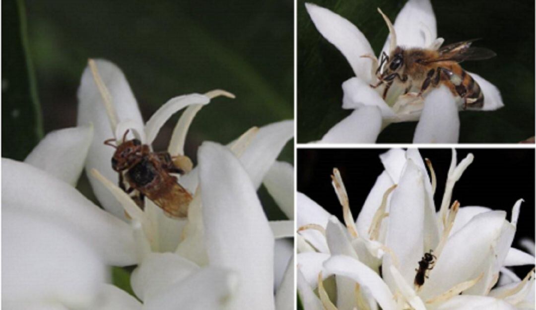 Insectos entre los cafetales