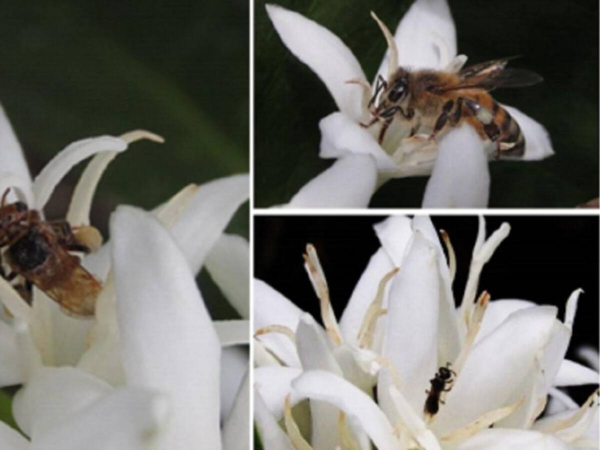 Los polinizadores y su papel en la caficultura colombiana