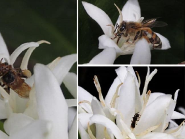 Insectos entre los cafetales