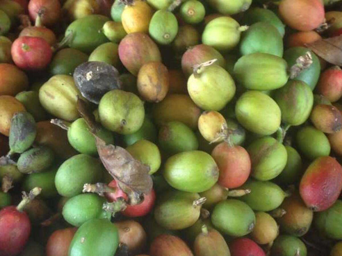 25 mil recolectores se necesitan para la cosecha cafetera en Caldas