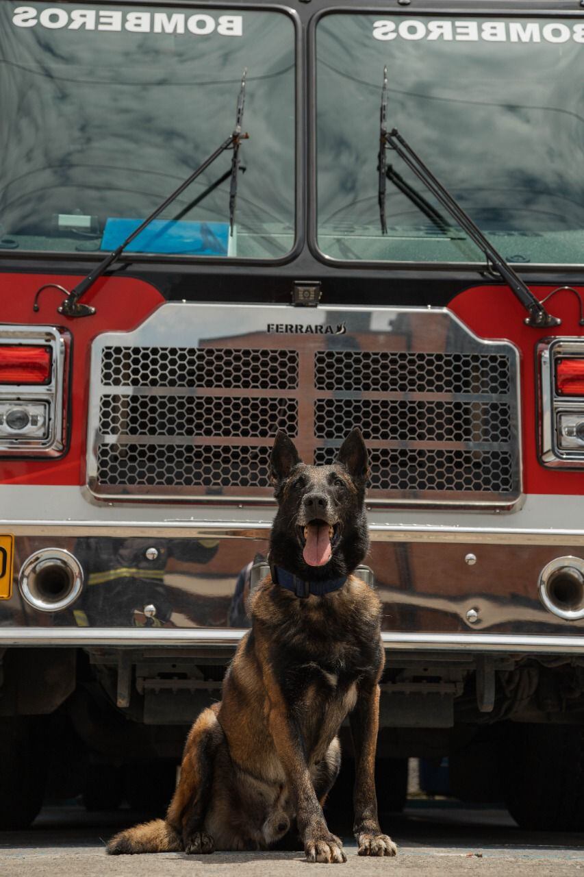 Fito, perro rescatista que se retira del Cuerpo Oficial de Bomberos de Bogotá