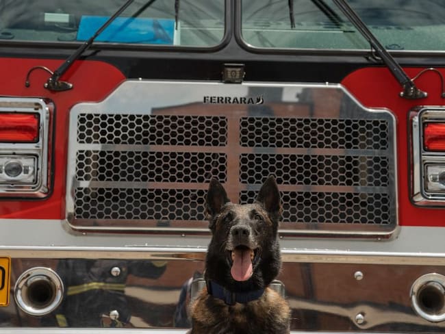 Fito, perro rescatista que se retira del Cuerpo Oficial de Bomberos de Bogotá