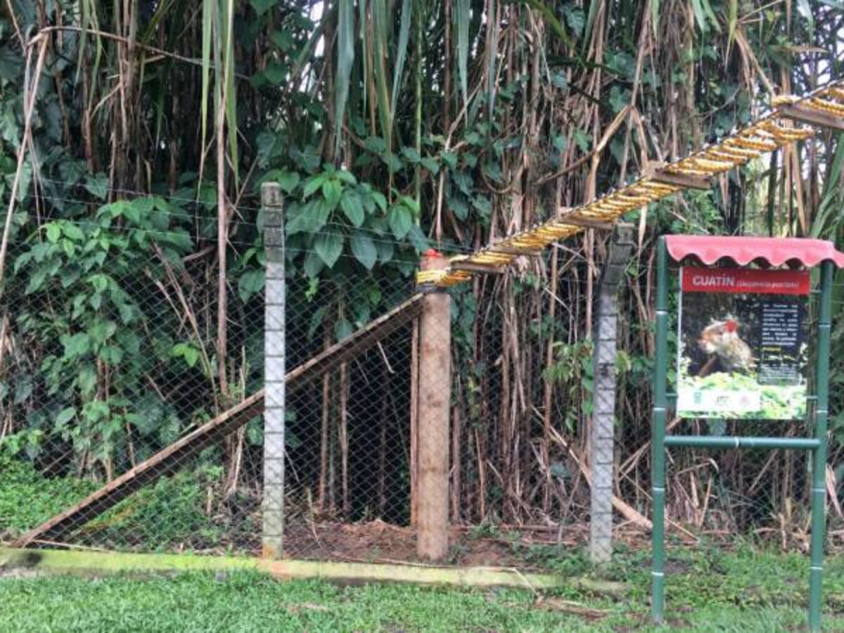 Animales silvestres tienen su propio puente