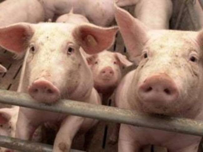 Desarticulan banda en Medellín dedicada al robo de cerdos