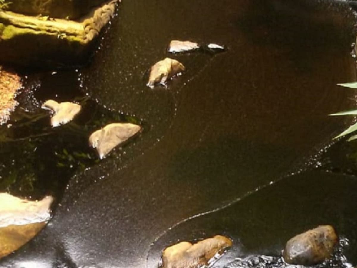 Cenit mantiene contingencia derrame de crudo en el Catatumbo