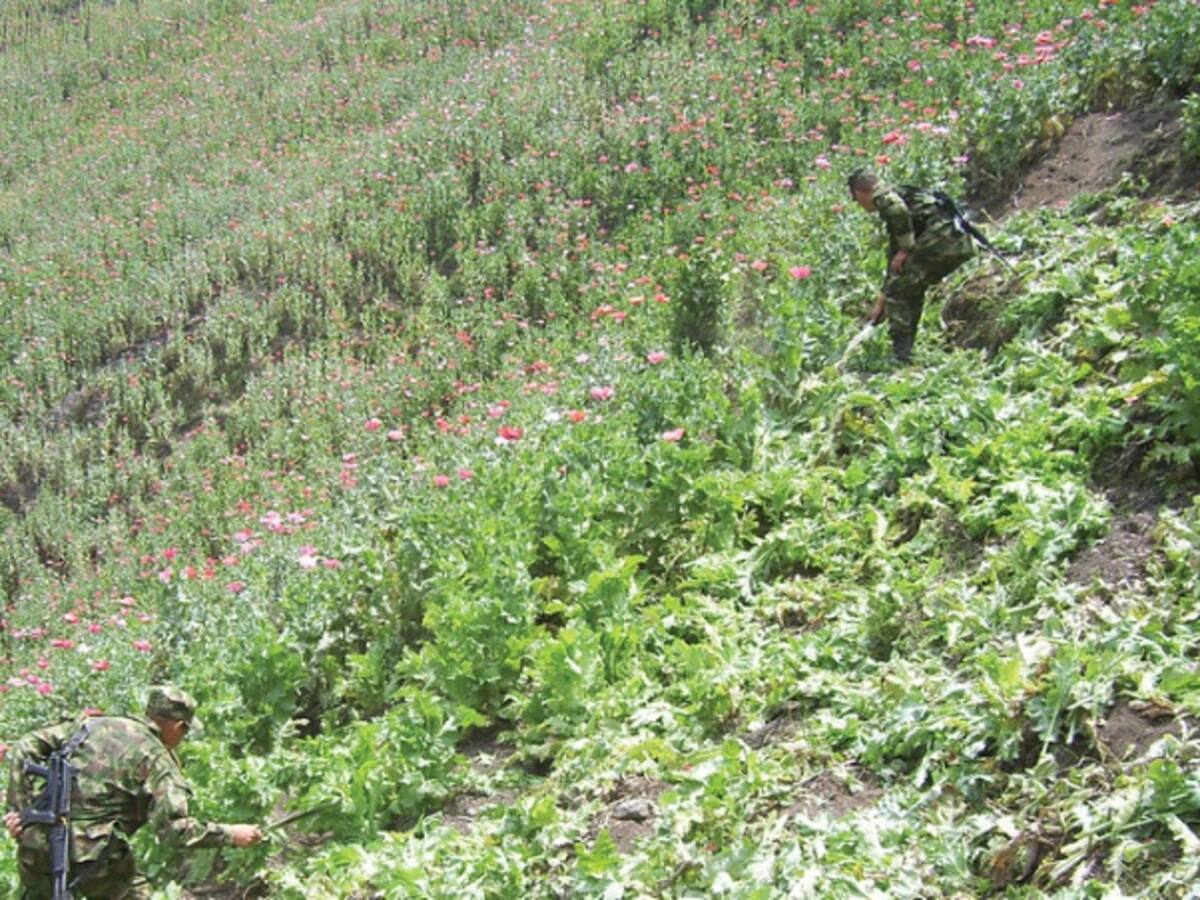 Colombia mira hacia el futuro, mientras aún sufre las consecuencias de la lucha contra las drogas: The Guardian