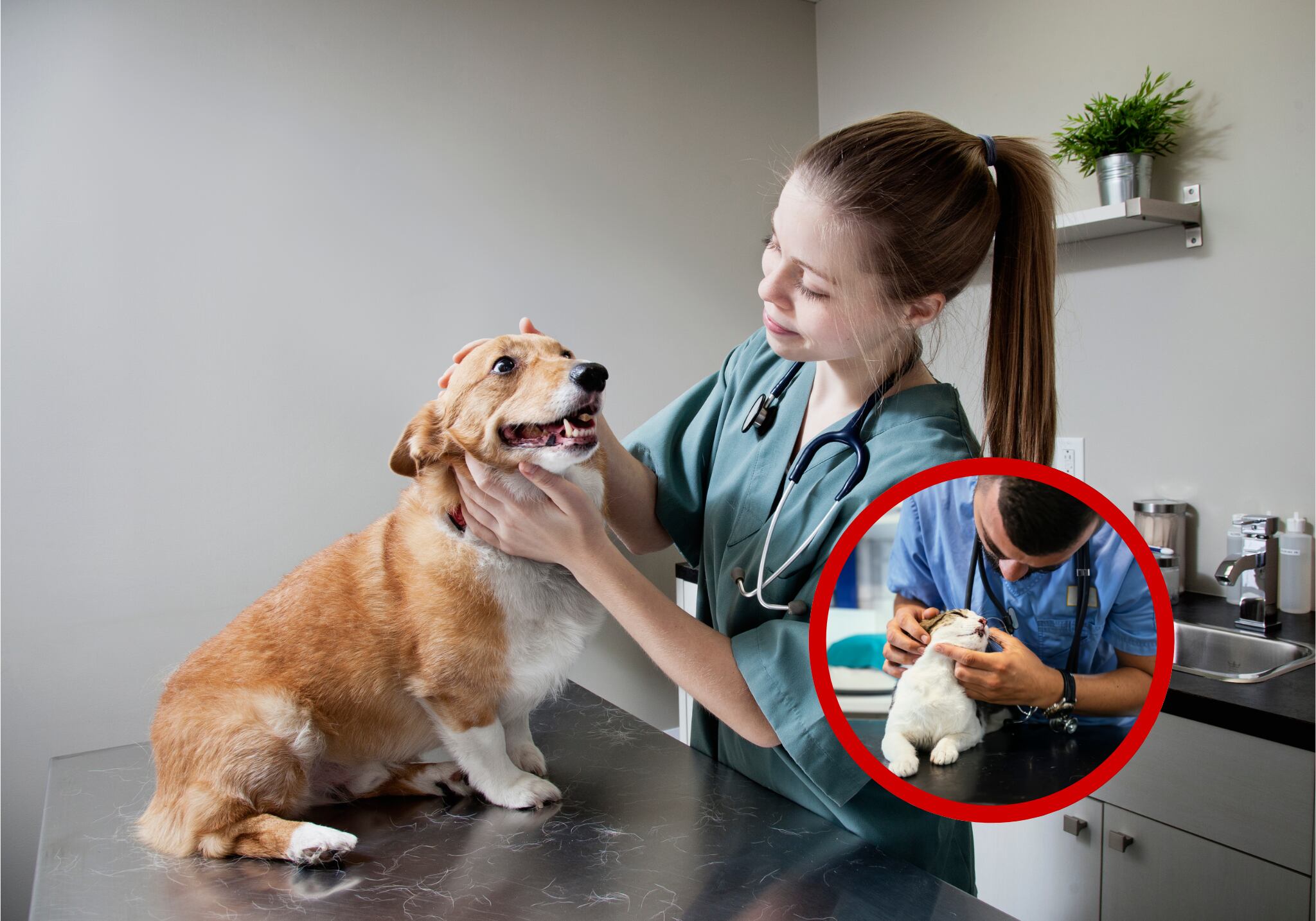 Tenga en cuenta las 6 recomendaciones para llevar a su mascota al veterinario, así no sea por enfermedades o urgencias. Fotos Getty Images