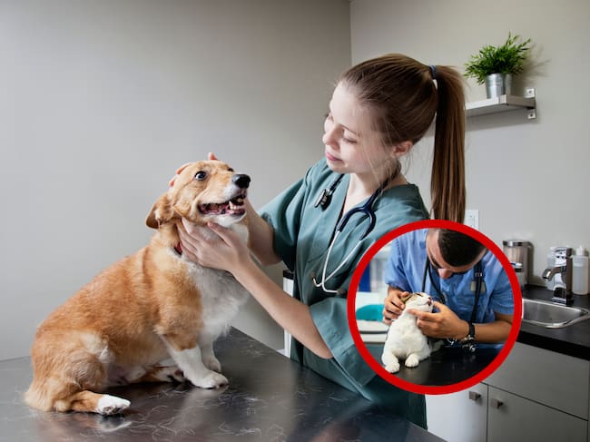 Tenga en cuenta las 6 recomendaciones para llevar a su mascota al veterinario, así no sea por enfermedades o urgencias. Fotos Getty Images