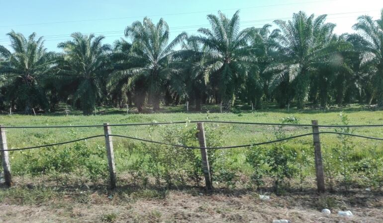 Cultivos de palma de aceite en la vía a Tibú en el Catatumbo