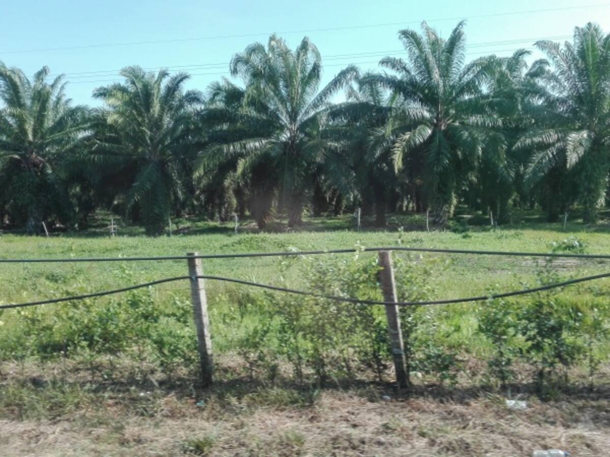 Empresarios preocupados por baja productividad, producto de la guerra en el Catatumbo