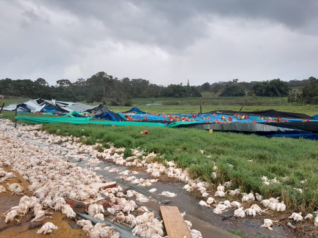 Mueren 20 mil pollos por caída de un galpón en Santander