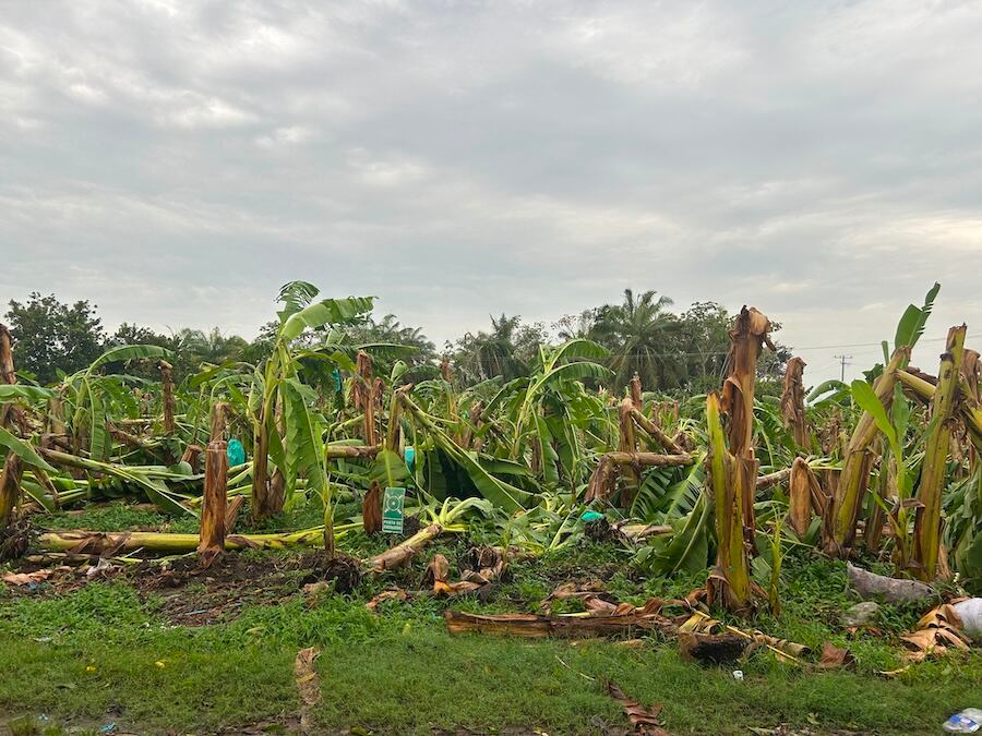ASBAMA pide atención por vendavales que afectaron hasta 1.500 hectáreas de cultivo/ASBAMA