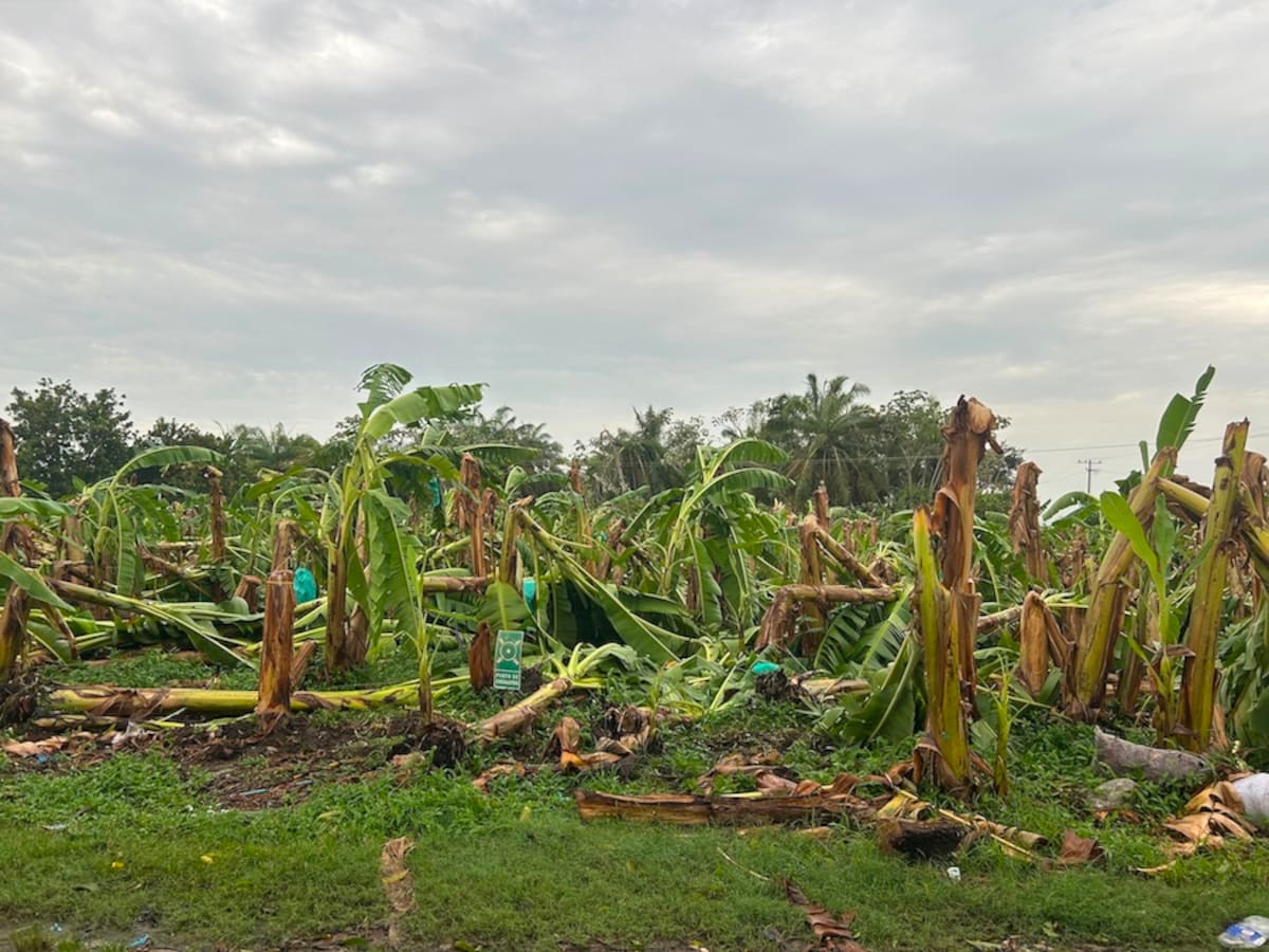 ASBAMA pide atención por vendavales que afectaron hasta 1.500 hectáreas de cultivo