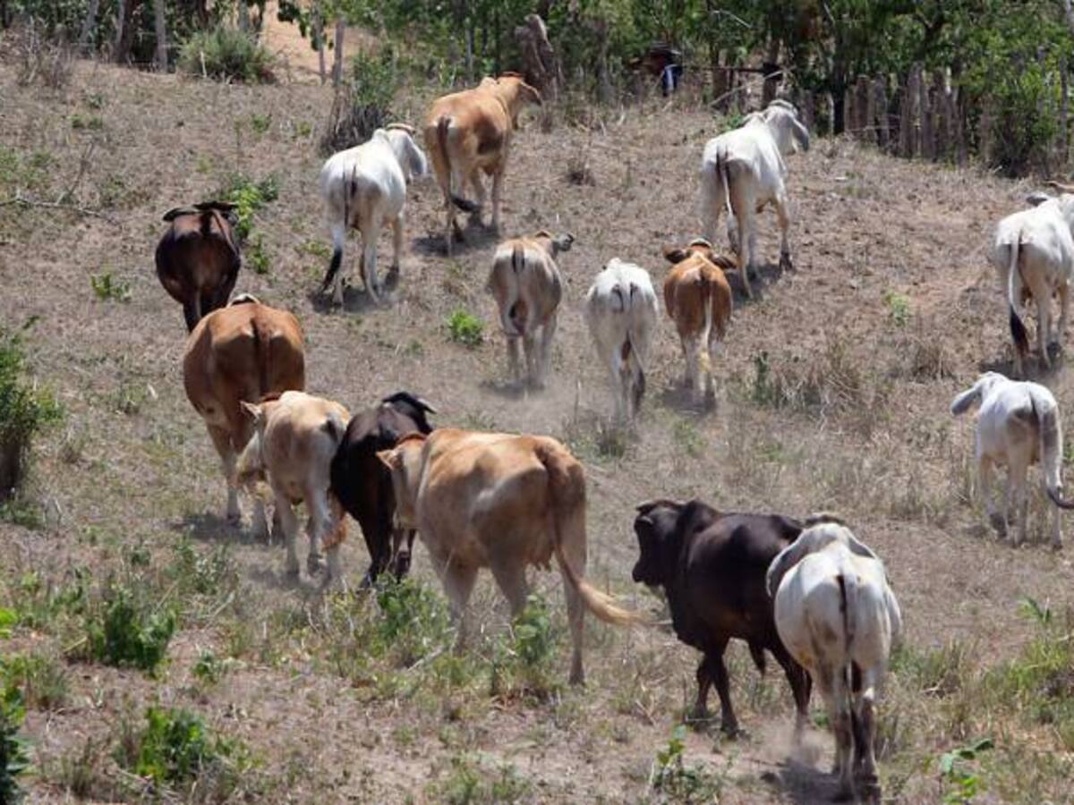 Se salva Friogan, Supersociedades aprobó su reorganización