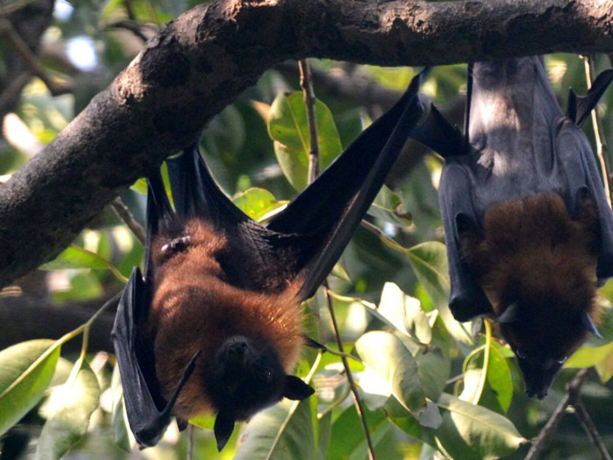 Murciélagos siguen en el menú en Indonesia pese a riesgos por Coronavirus