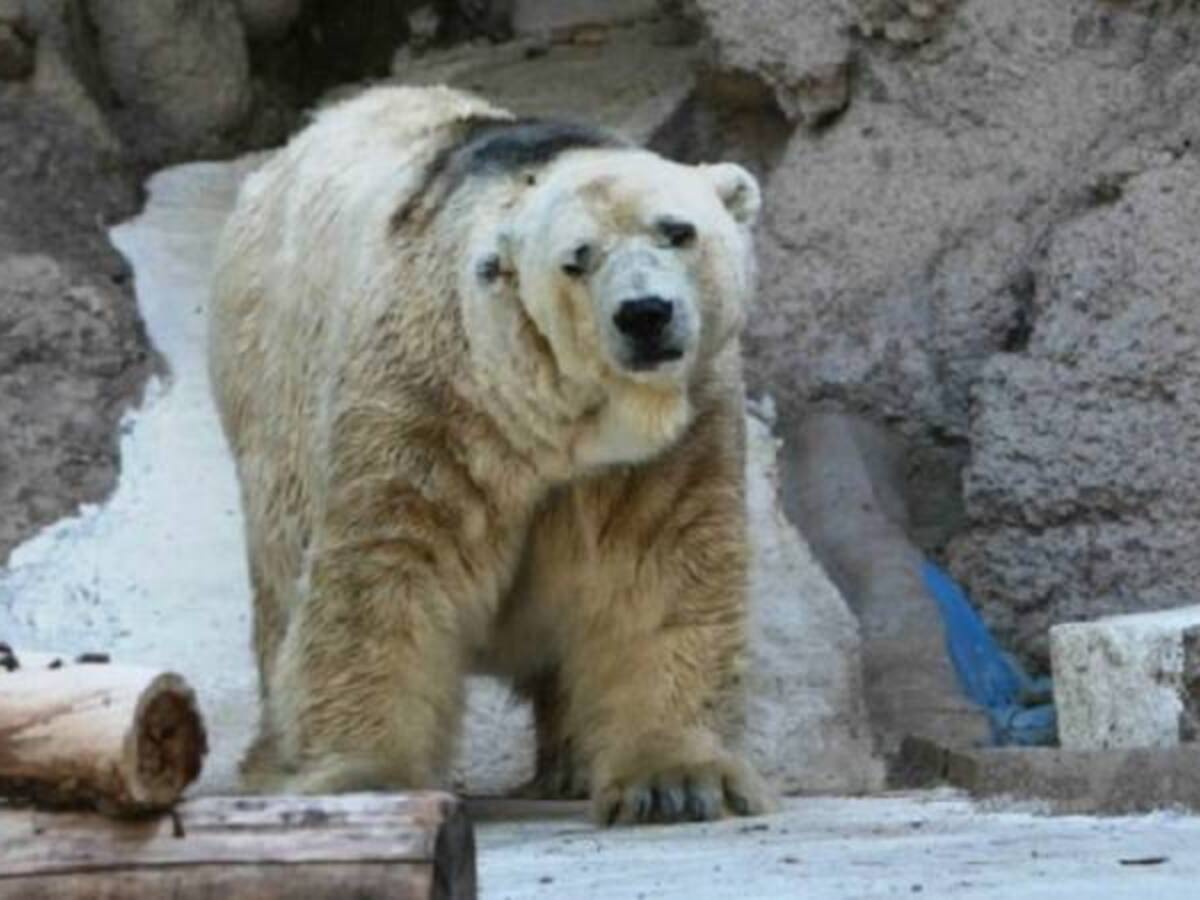 Murió Arturo el oso ‘más triste del mundo’