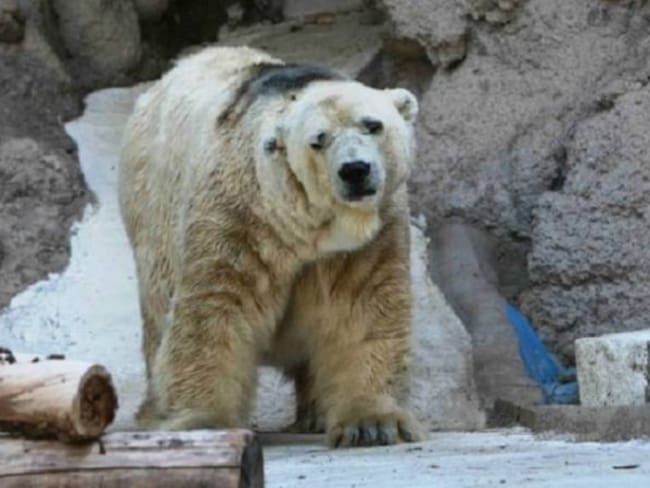Murió Arturo el oso ‘más triste del mundo’