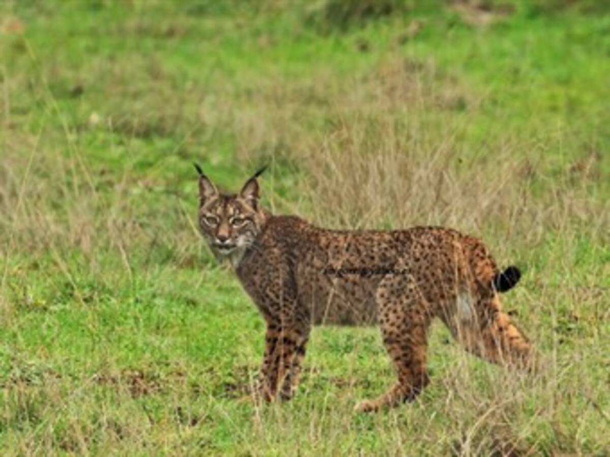 Ecologistas denuncian la ocultación de datos en la muerte de un lince en Doñana, España
