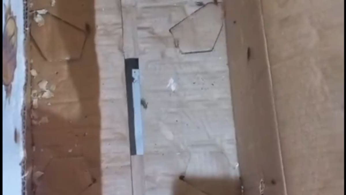 Ratones y cucarachas fueron encontrados en algunos restaurantes de la ciudad