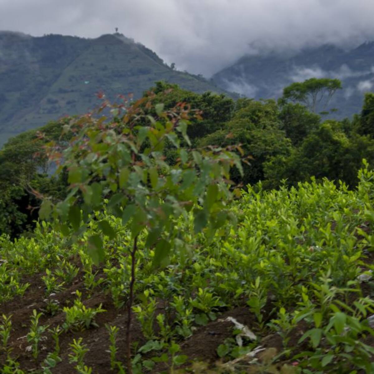 Norte de Santander, segunda zona del país con mayor área cultivada con hoja de coca