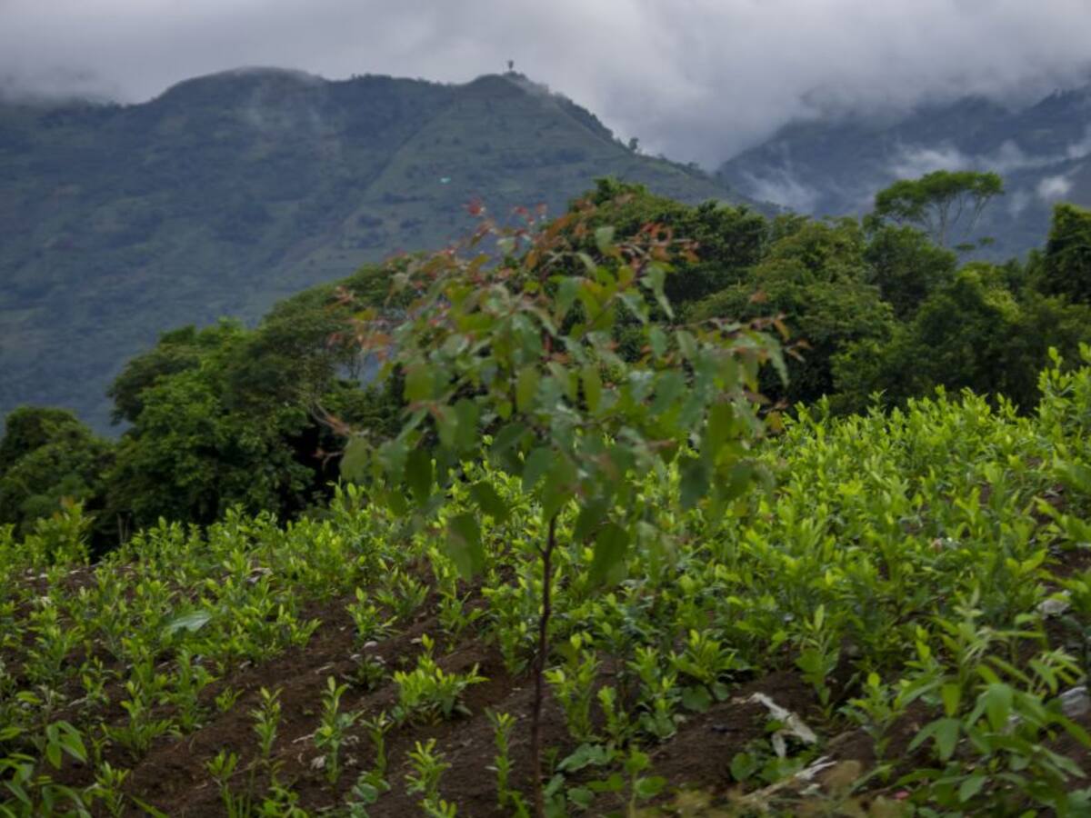 Proponen industrializar la hoja de coca en el Putumayo
