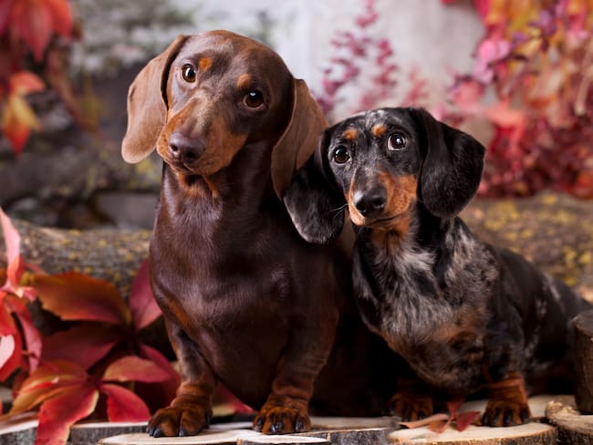 Problemas de salud que pueden tener los perros salchichas - Getty Images